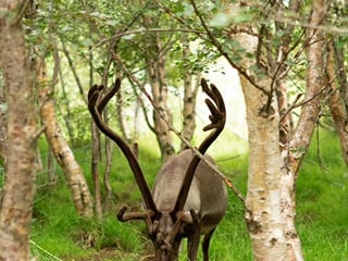 Exclusive East Iceland: Vök Baths, Reindeer & Waterfalls, photo 17