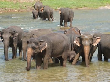 9-Day Cultural and Nature Tour in Sri Lanka's Ella and Galle