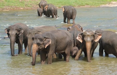 Essential Sri Lanka: A 9-Day Blend of Culture & Nature