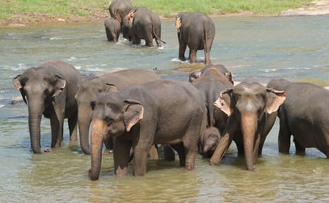 9-Day Cultural and Nature Tour in Sri Lanka's Ella and Galle