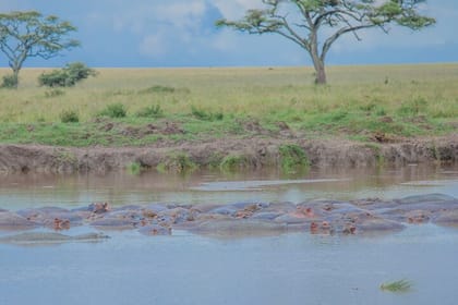 Tanzania Classic Safari 3 Days / 2 Nights