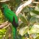 Resplendent Quetzal male Monteverde Cloud Forest tour