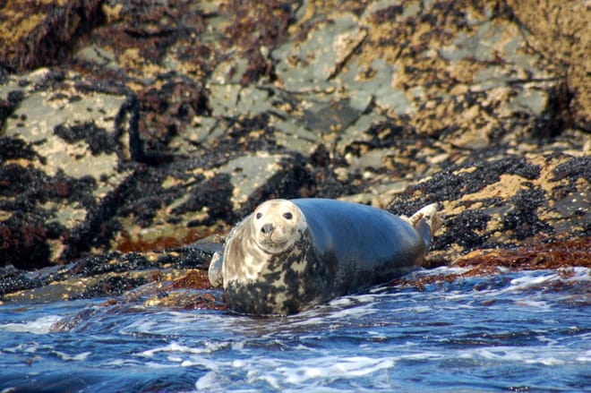 Motorboat trip to visit Connemara island. Private guided.  photo 3