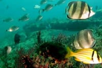 Diving (Baptism) 09:00 4