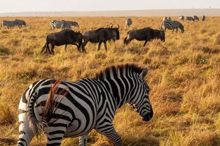 2-Day Masai Mara Private Get Away Safari Experience