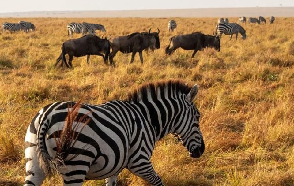 Private 2-Day Safari Adventure in Masai Mara, Kenya
