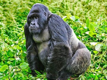 Safari 2 Days, 1 Night – Rwanda Mountain Gorilla Trekking & Rwanda Memorial