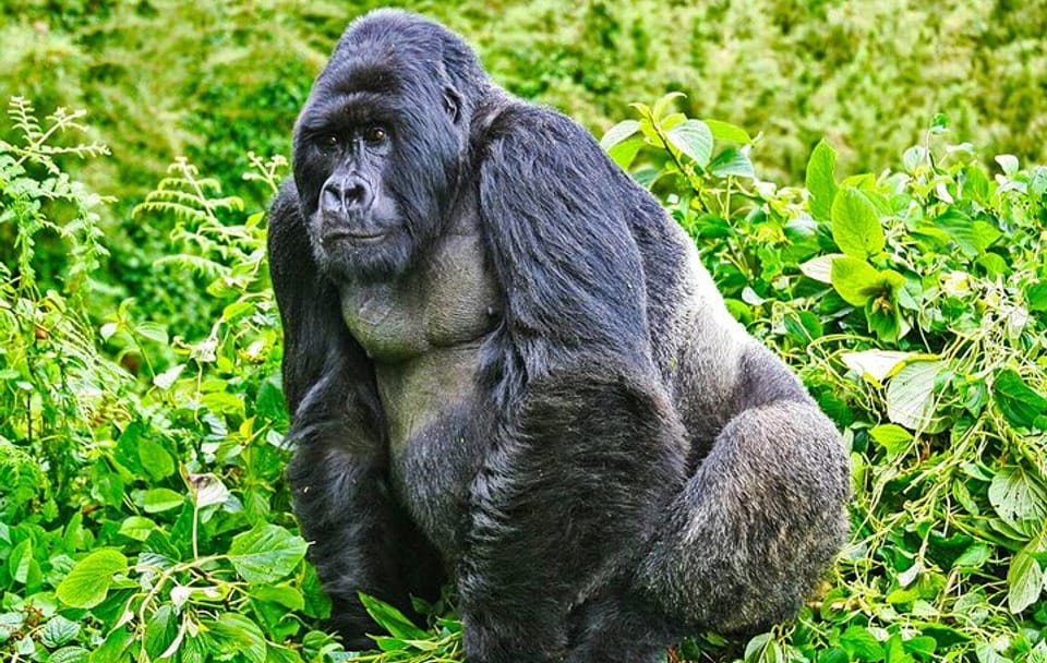 Safari 2 Days, 1 Night – Rwanda Mountain Gorilla Trekking & Rwanda Memorial