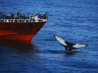 Classic Whales & Viking Horses, photo 7