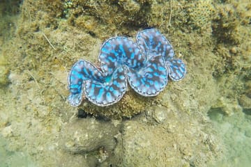 Snorkeling Tour of Cham Islands from Hoi An by Wooden Boat