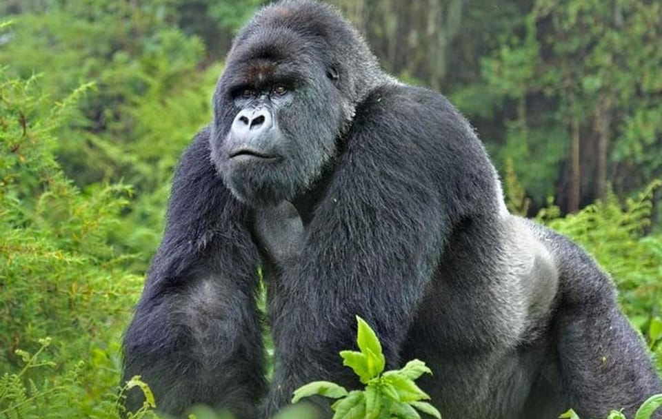 4 Days 3 Nights Rwanda Gorilla Private Trekking