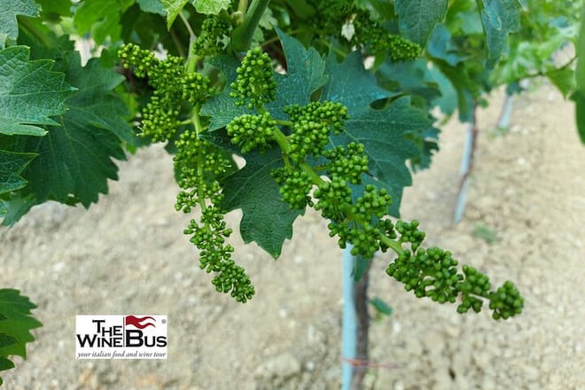 Private Irpinia Gourmet Tour from POSITANO, PRAIANO or AMALFI - Photo 7