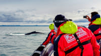 Reykjavík Premium Whale Watching 4