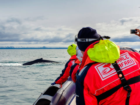 Reykjavík Premium Whale Watching, photo 5