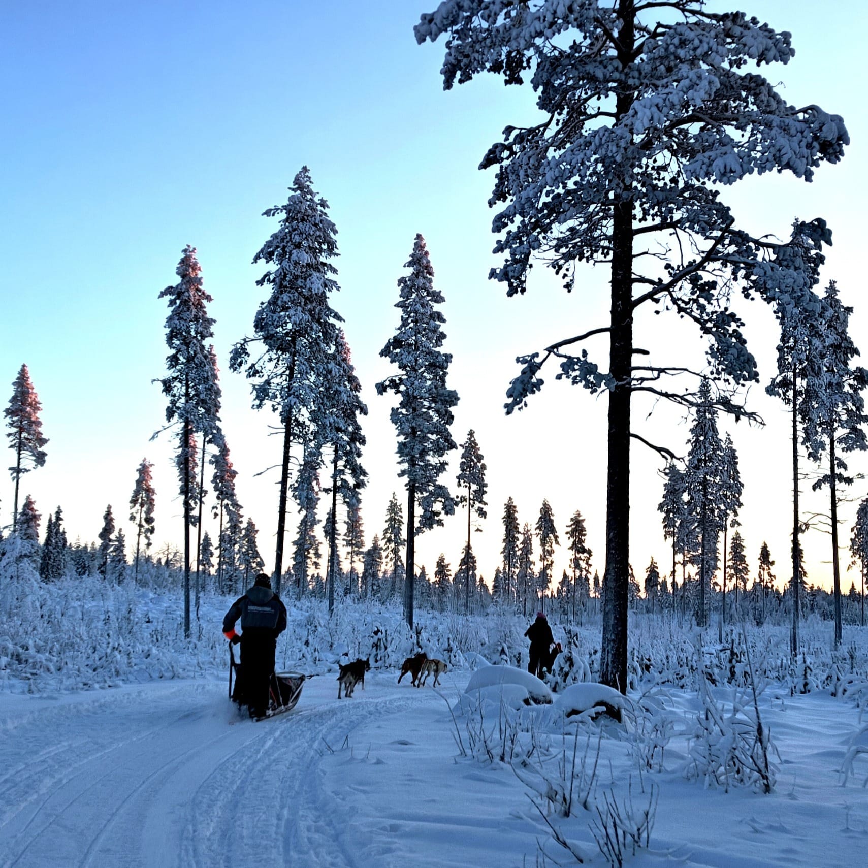 Guests driving a husky sled — Two guests driving a self‑ride husky sled through snowy forest.