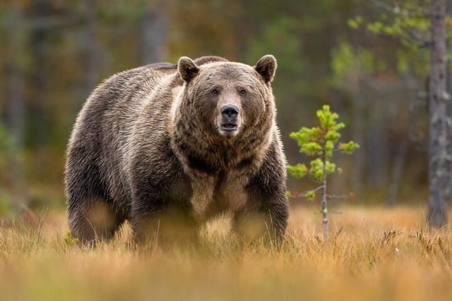 GRIZZLY BEAR