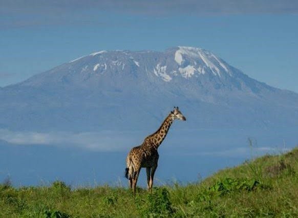 Giraffe standing in the grasslands of Arusha National Park with Mount Kilimanjaro visible in the background under a clear blue sky.