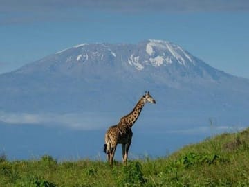 A majestic giraffe with Mount Kilimanjaro in the background at Arusha National Park, Tanzania.