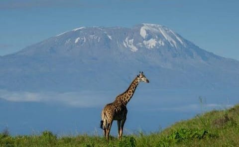 ​Arusha National Park Day Trip: Game Drive & Walking Safari