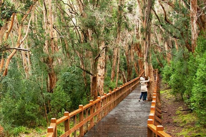 Bosque de arralanes