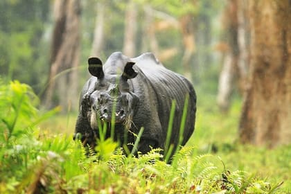 Kaziranga National Park & Guwahati