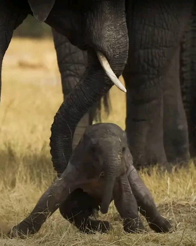 Chobe Day Trip - Chobe National Park (With Lunch Buffet) 8