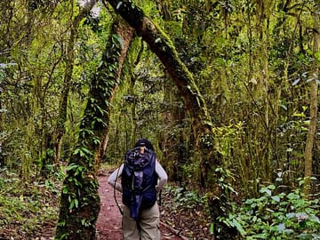 Kilimanjaro Rainforest Day Hike to Mandara Hut from Moshi