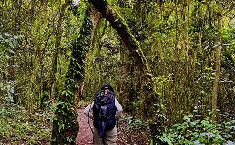 Kilimanjaro Rainforest Day Hike to Mandara Hut from Moshi