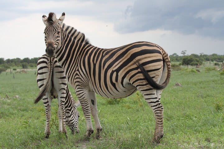 15 minutes scenic helicopter flight above Victoria Falls-Zimbabwe