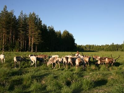 Live the Life of a Reindeer Herder – Half-Day in the Arctic
