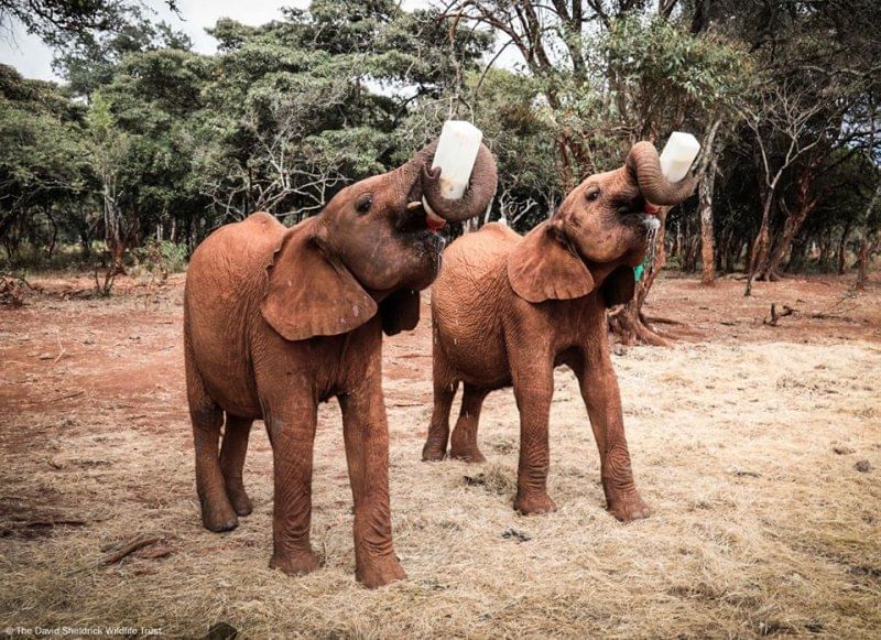 Baby Elephants Tour at Sheldrick Wildlife Trust - Nairobi