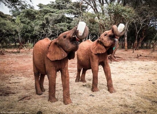 Baby Elephants Tour at Sheldrick Wildlife Trust - Nairobi