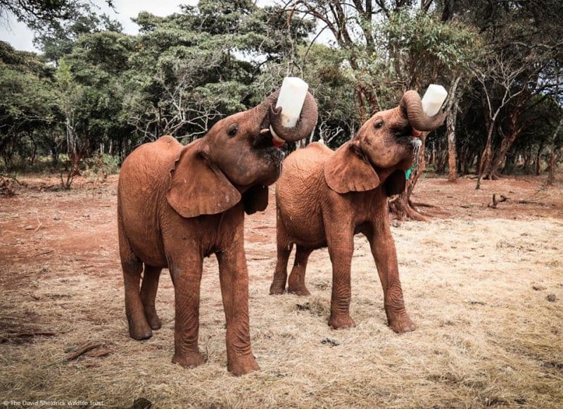 Baby Elephants Tour at Sheldrick Wildlife Trust - Nairobi 3