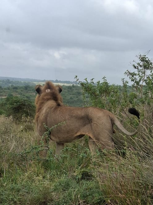 CLASSIC 6 DAYS 5 NIGHTS AMBOSELI NAKURU MAASAI MARA SAFARI 2