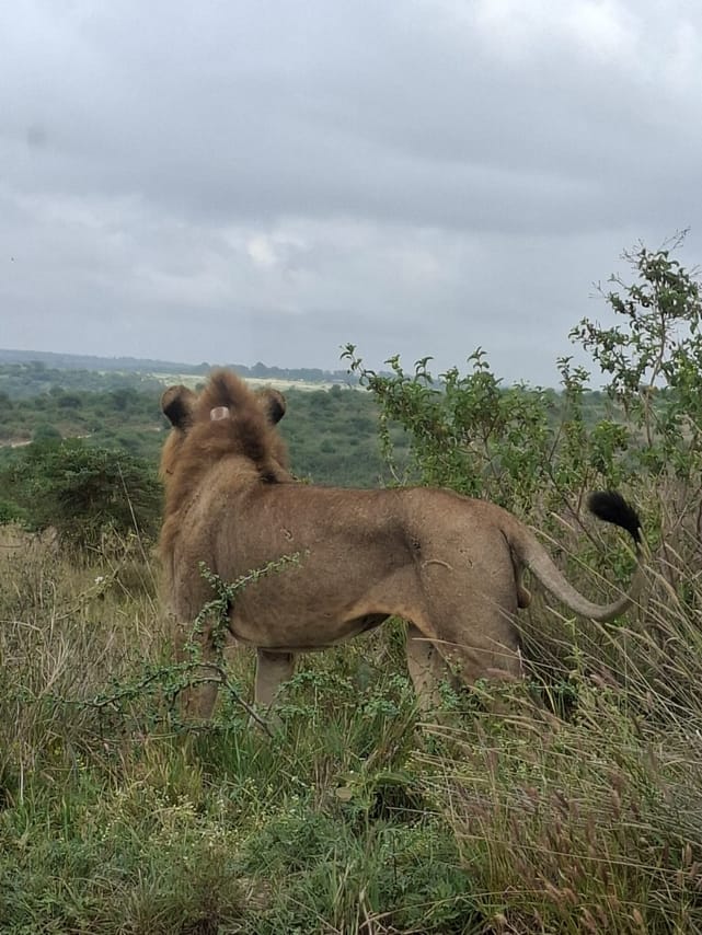 CLASSIC 6 DAYS 5 NIGHTS AMBOSELI NAKURU MAASAI MARA SAFARI 2