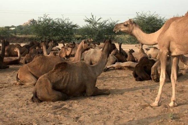 Camels in Osian Desert.