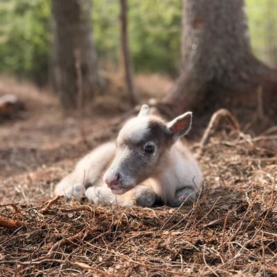 Taava Reindeer Farm – Reindeer & Lapland Traditions Year-Round