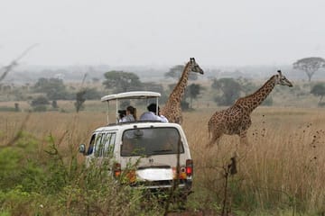 Private Game Drive at Nairobi National Park with Transfer