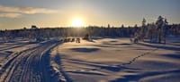 Husky Wild Running 3