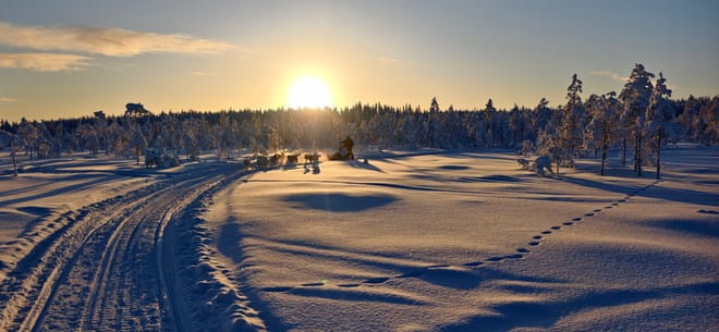 Husky Wild Running photo 3