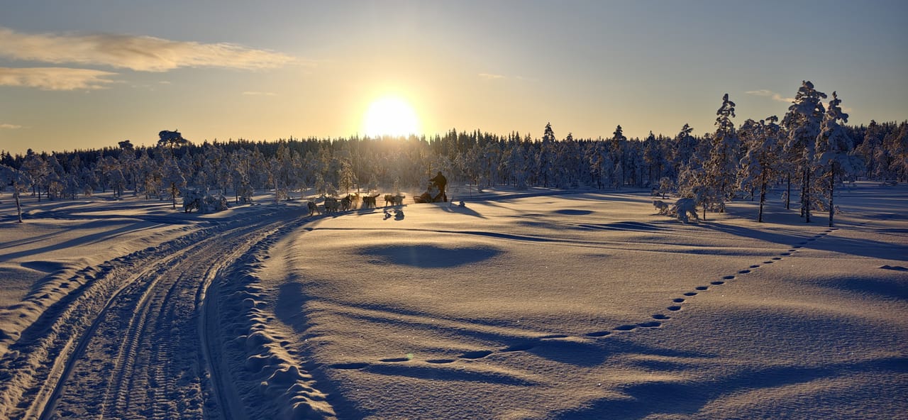 Husky Wild Running 3