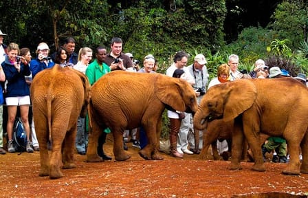Visiting the Nairobi Elephant Orphanage Tours and Tickets