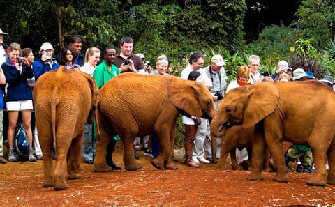 Nairobi Elephant Orphanage Tour: Nature and Photography Experience