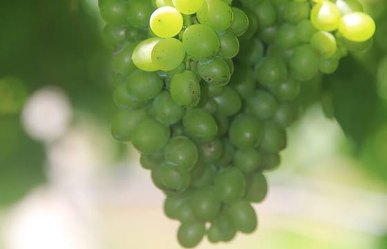 Skywalk wonders & Wine delights, Exploring Madeira untamed beauty