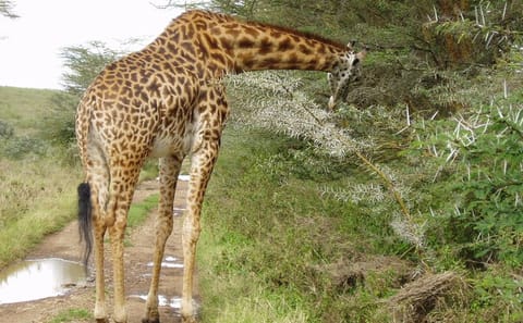 Nairobi National Park Wildlife Adventure Tour