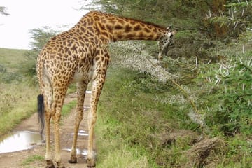 Nairobi National Park Wildlife Adventure Tour