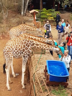 Giraffe Center Half-Day Trip from Nairobi