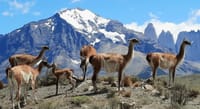 Full Day Torres del Paine Tour from Puerto Natales with Pickup 6