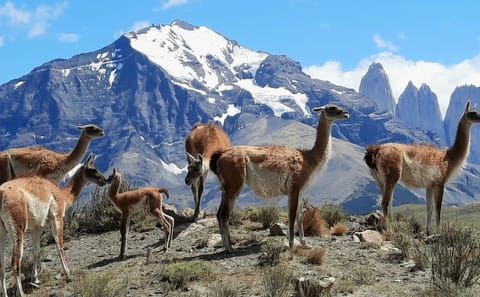 Full Day Torres del Paine National Park Tour from Puerto Natales