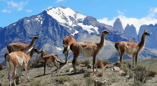 Full Day Torres del Paine Tour from Puerto Natales with Pickup 6
